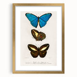 Romanticism Art: Butterfly Illustrations on Historical Canvas Print
