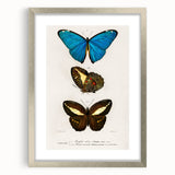 Romanticism Art: Butterfly Illustrations on Historical Canvas Print
