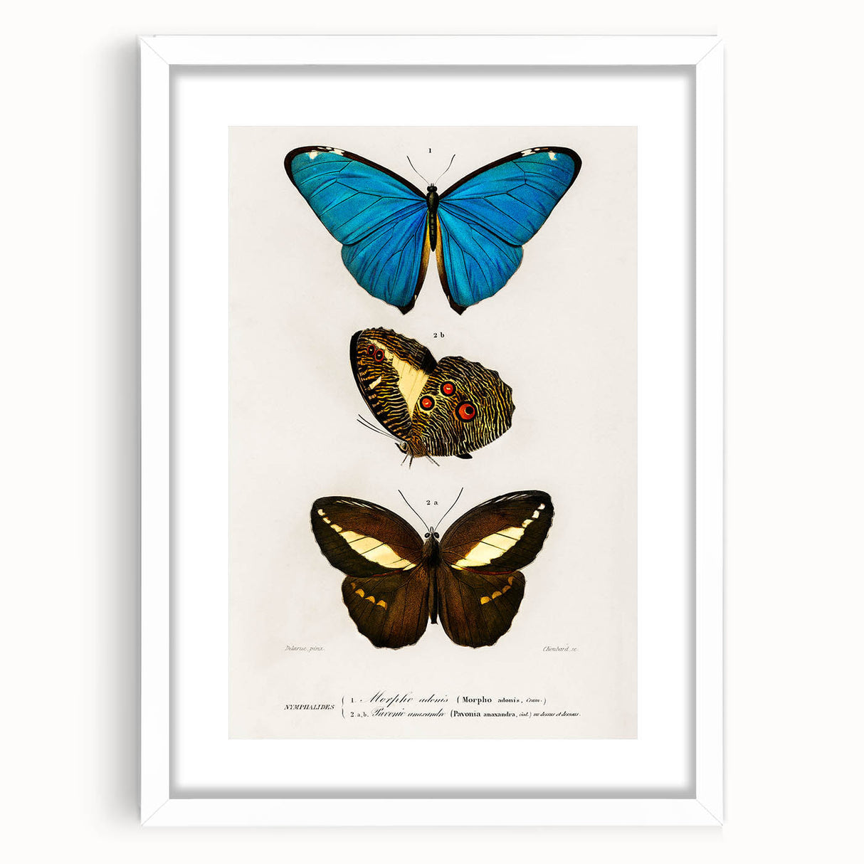 Romanticism Art: Butterfly Illustrations on Historical Canvas Print