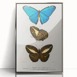 Romanticism Art: Butterfly Illustrations on Historical Canvas Print