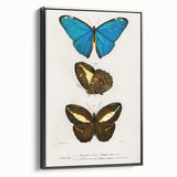 Romanticism Art: Butterfly Illustrations on Historical Canvas Print