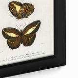 Romanticism Art: Butterfly Illustrations on Historical Canvas Print