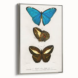 Romanticism Art: Butterfly Illustrations on Historical Canvas Print