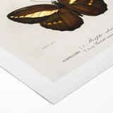 Romanticism Art: Butterfly Illustrations on Historical Canvas Print