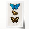 Romanticism Art: Butterfly Illustrations on Historical Canvas Print