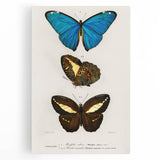 Romanticism Art: Butterfly Illustrations on Historical Canvas Print