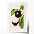 Extra large rolled print featuring an assortment of fruits in vibrant colors, ideal for dining room wall art.