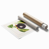 Extra large rolled print featuring an array of fruits in vibrant colors.