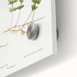 Botanical Realism Print | Hymenophyllum Ferns by Edward Joseph Lowe