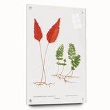 Botanical Realism Print | Hymenophyllum Ferns by Edward Joseph Lowe