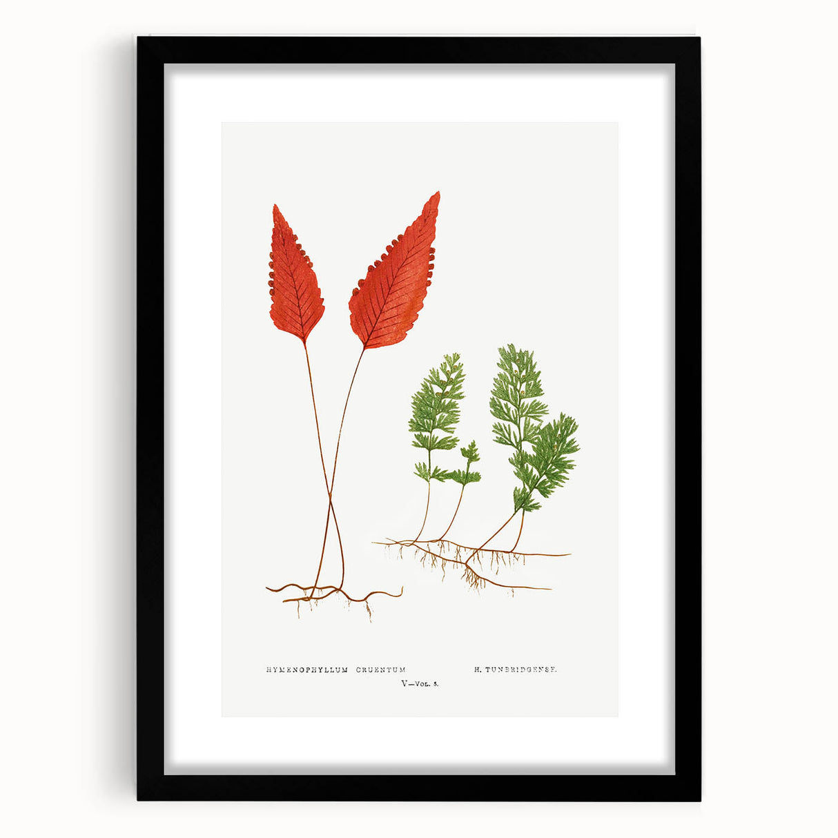 Botanical Realism Print | Hymenophyllum Ferns by Edward Joseph Lowe