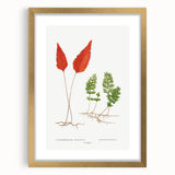 Botanical Realism Print | Hymenophyllum Ferns by Edward Joseph Lowe