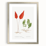 Botanical Realism Print | Hymenophyllum Ferns by Edward Joseph Lowe