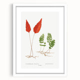 Botanical Realism Print | Hymenophyllum Ferns by Edward Joseph Lowe