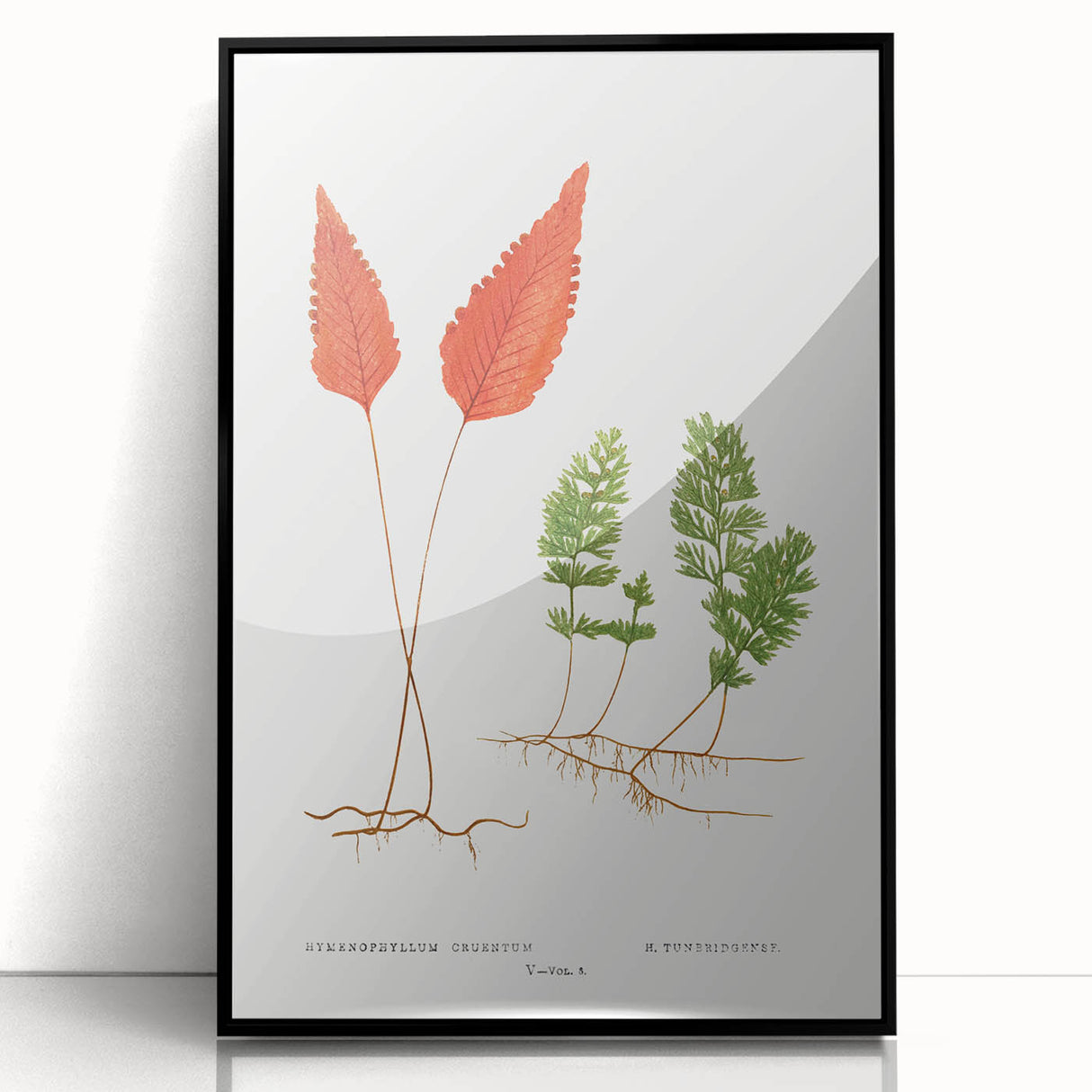 Botanical Realism Print | Hymenophyllum Ferns by Edward Joseph Lowe