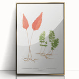 Botanical Realism Print | Hymenophyllum Ferns by Edward Joseph Lowe