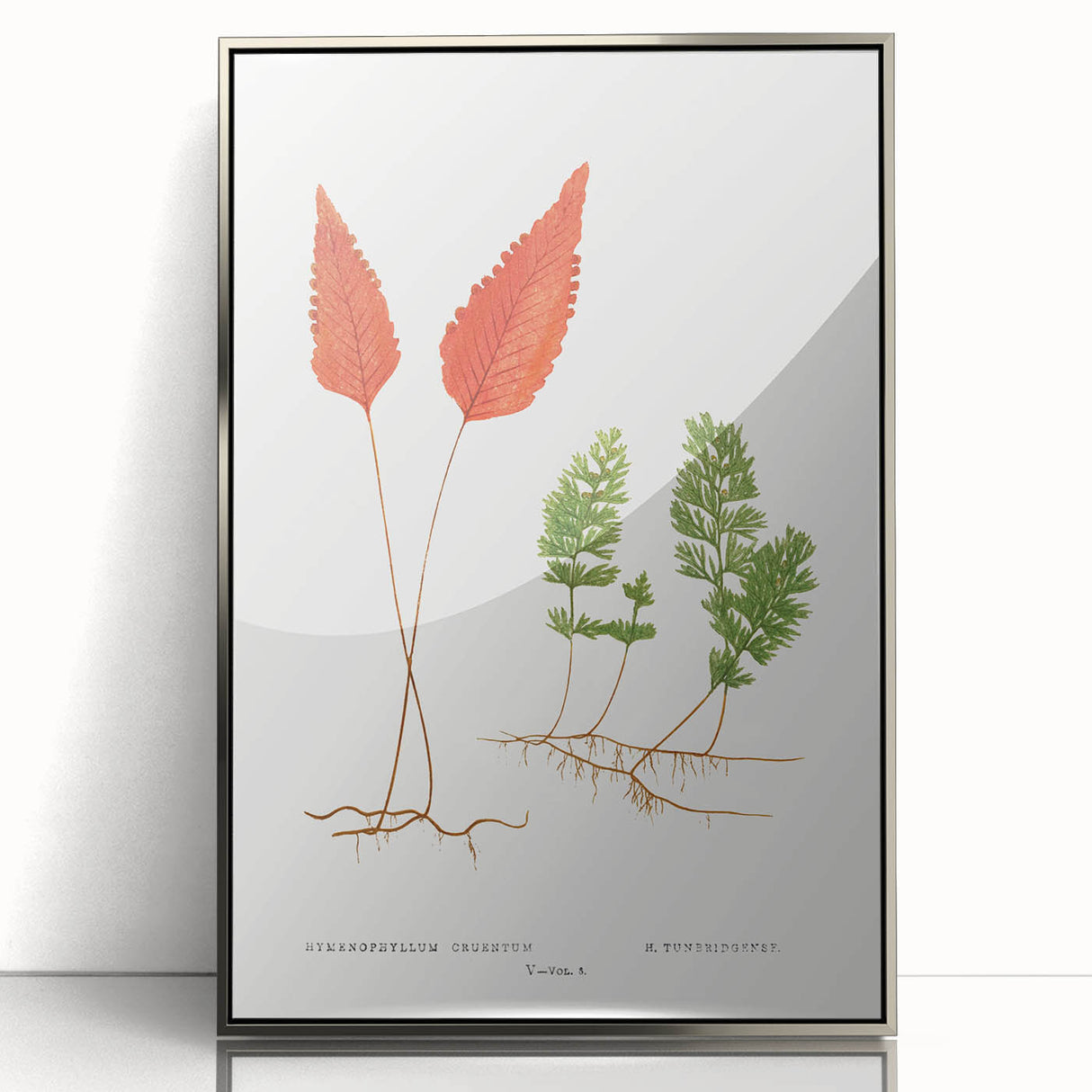 Botanical Realism Print | Hymenophyllum Ferns by Edward Joseph Lowe