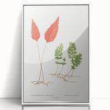 Botanical Realism Print | Hymenophyllum Ferns by Edward Joseph Lowe