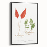 Botanical Realism Print | Hymenophyllum Ferns by Edward Joseph Lowe