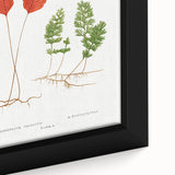 Botanical Realism Print | Hymenophyllum Ferns by Edward Joseph Lowe