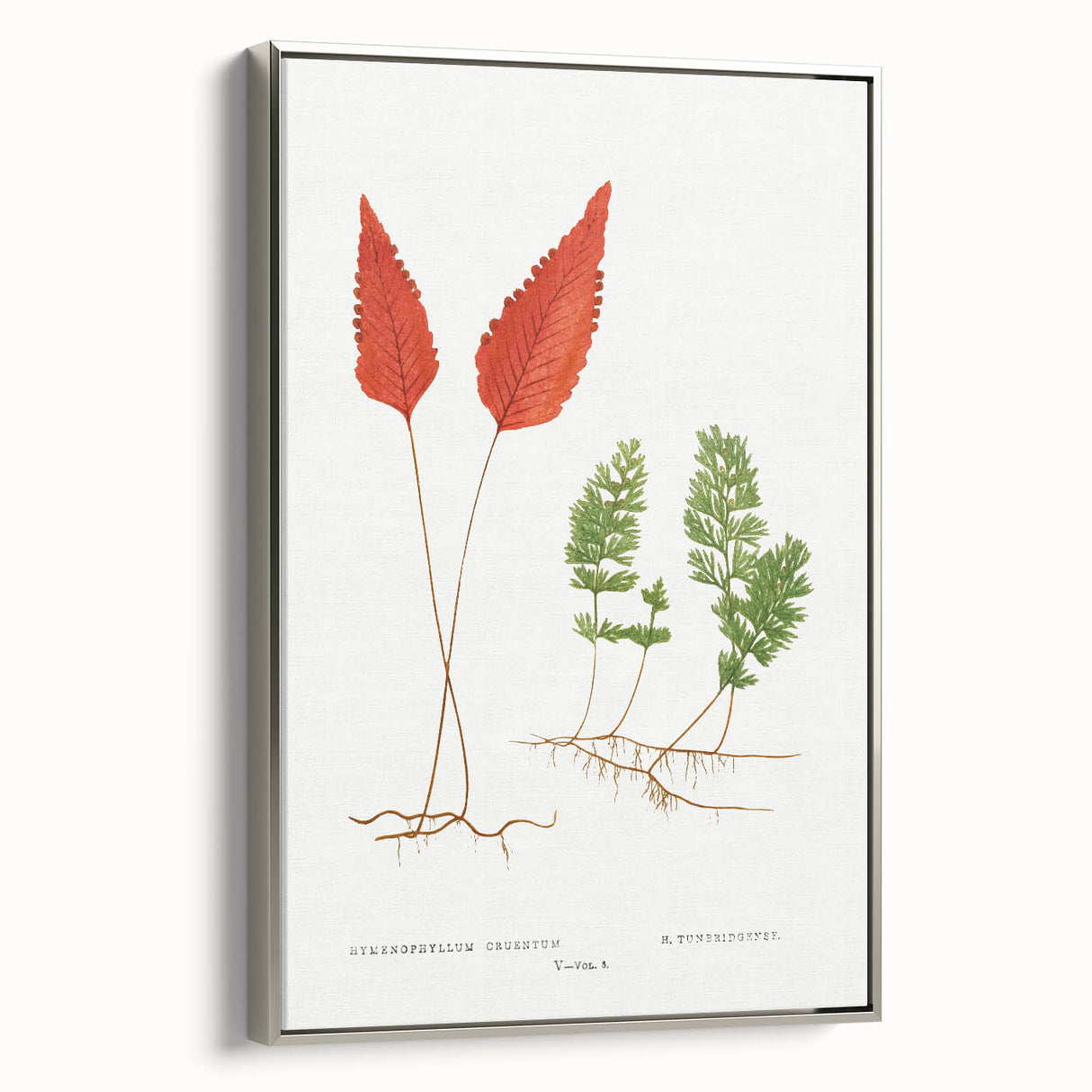 Botanical Realism Print | Hymenophyllum Ferns by Edward Joseph Lowe