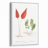 Botanical Realism Print | Hymenophyllum Ferns by Edward Joseph Lowe