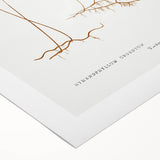 Botanical Realism Print | Hymenophyllum Ferns by Edward Joseph Lowe