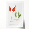 Botanical Realism Print | Hymenophyllum Ferns by Edward Joseph Lowe