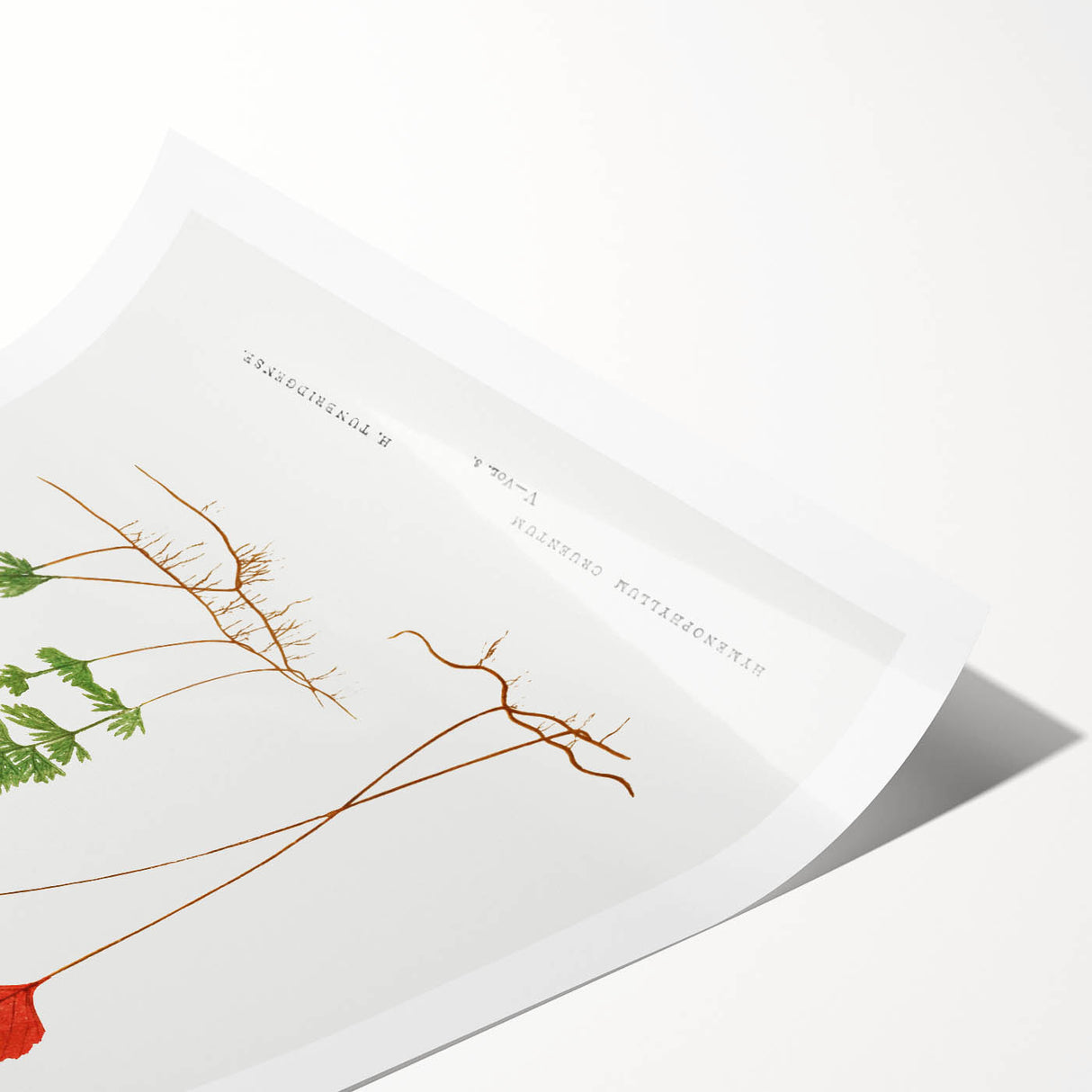 Botanical Realism Print | Hymenophyllum Ferns by Edward Joseph Lowe