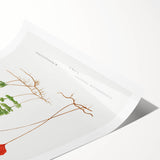 Botanical Realism Print | Hymenophyllum Ferns by Edward Joseph Lowe