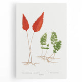 Botanical Realism Print | Hymenophyllum Ferns by Edward Joseph Lowe