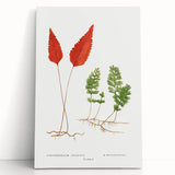 Botanical Realism Print | Hymenophyllum Ferns by Edward Joseph Lowe