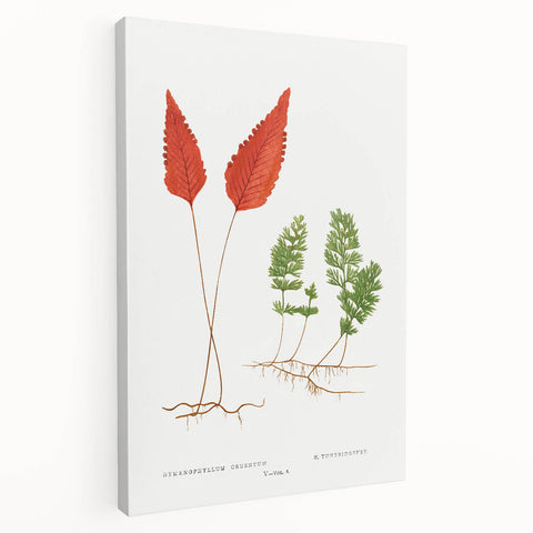 Botanical Realism Print | Hymenophyllum Ferns by Edward Joseph Lowe