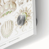 Modern Wall Art - Intricate Jellyfish Scientific Illustration in Green