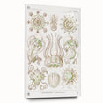 Modern Wall Art - Intricate Jellyfish Scientific Illustration in Green