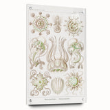 Modern Wall Art - Intricate Jellyfish Scientific Illustration in Green