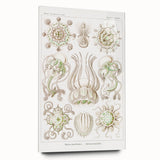 Modern Wall Art - Intricate Jellyfish Scientific Illustration in Green