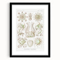 Modern Wall Art - Intricate Jellyfish Scientific Illustration in Green