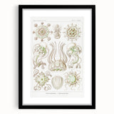 Modern Wall Art - Intricate Jellyfish Scientific Illustration in Green