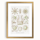 Modern Wall Art - Intricate Jellyfish Scientific Illustration in Green