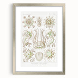 Modern Wall Art - Intricate Jellyfish Scientific Illustration in Green