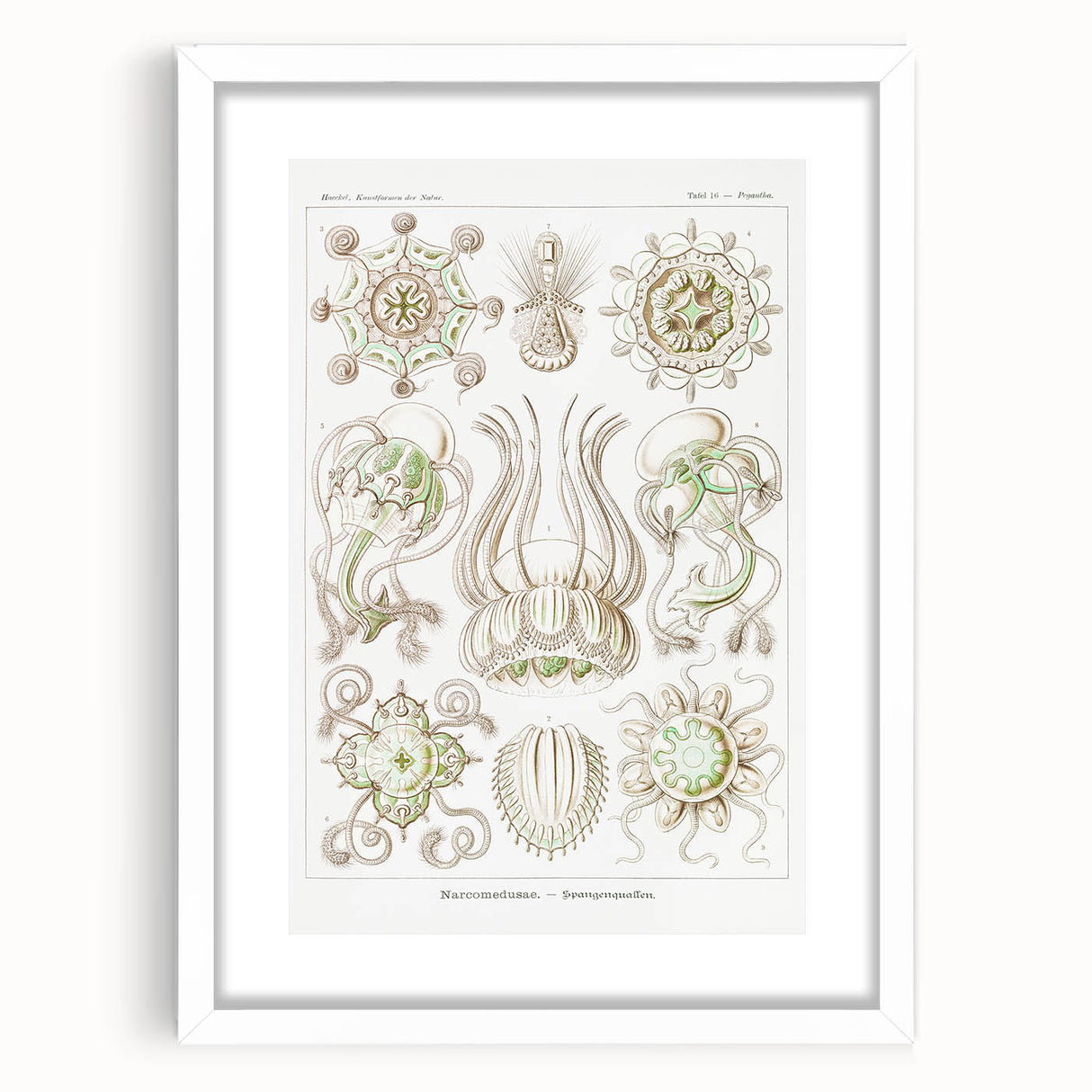 Modern Wall Art - Intricate Jellyfish Scientific Illustration in Green