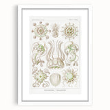 Modern Wall Art - Intricate Jellyfish Scientific Illustration in Green