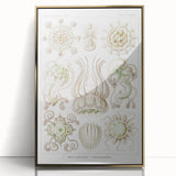 Modern Wall Art - Intricate Jellyfish Scientific Illustration in Green