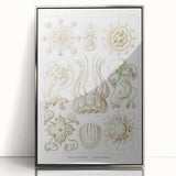 Modern Wall Art - Intricate Jellyfish Scientific Illustration in Green