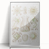 Modern Wall Art - Intricate Jellyfish Scientific Illustration in Green