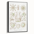 Modern Wall Art - Intricate Jellyfish Scientific Illustration in Green