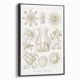 Modern Wall Art - Intricate Jellyfish Scientific Illustration in Green