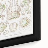 Modern Wall Art - Intricate Jellyfish Scientific Illustration in Green
