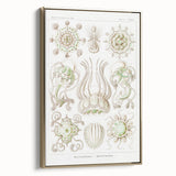 Modern Wall Art - Intricate Jellyfish Scientific Illustration in Green